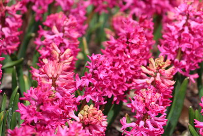 Close-up of pink flowering plants