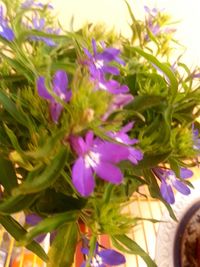 Close-up of purple flowers