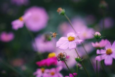 Close-up of bee on pink flowering plant