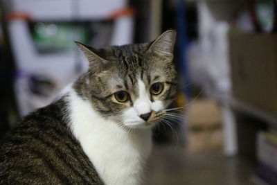 Close-up portrait of a cat looking away