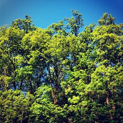 Low angle view of trees