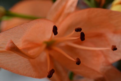 Macro shot of flowering plant