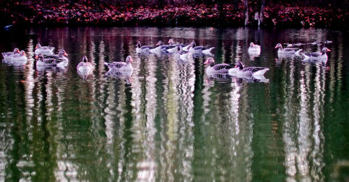 View of ducks swimming in lake