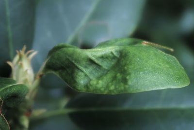 Close-up of fresh green leaves