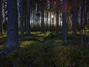 Trees in forest