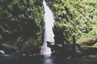 Scenic view of waterfall amidst trees