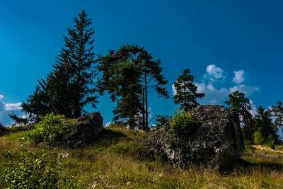 Low angle view of trees on field against blue sky