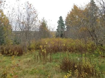 Trees growing in field