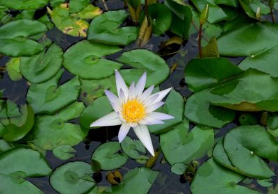 Close-up of lotus water lily in lake