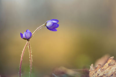 Beautiful blue anemone flowers in spring woodlands.