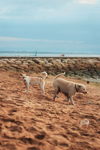 Dog play on the beach