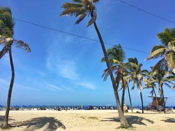 Palm trees on beach against blue sky