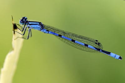 Close-up of damselfly on plant