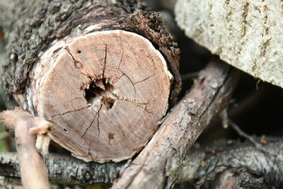 Close-up of tree trunk in forest