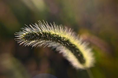 Close-up of white flower