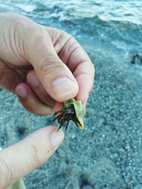 Close-up of hand holding animal