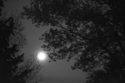 Low angle view of trees against sky