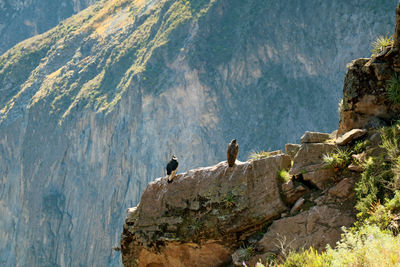 Two andean condors in the colca canyon, the highland of arequipa region, peru