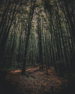 View of trees in forest