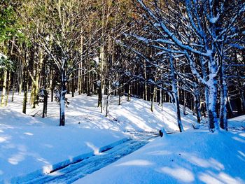 Bare trees on snow covered landscape