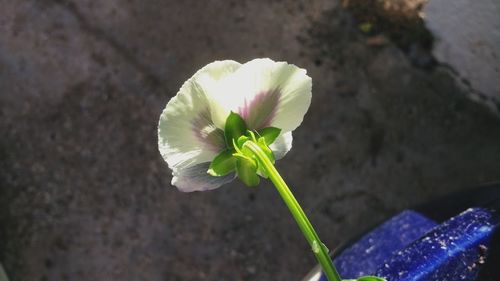 Close-up of flower blooming outdoors