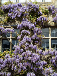 Purple flowering plants against building
