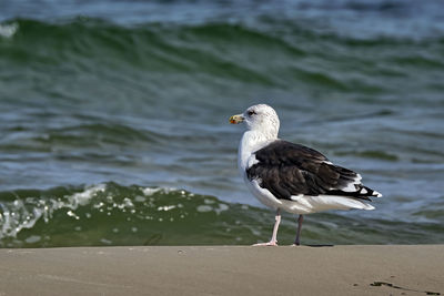 Seagull perching on a beach