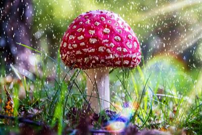 Close-up of wet mushroom on field
