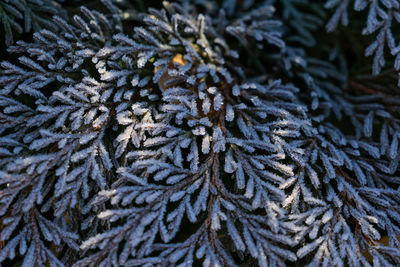 Full frame shot of pine tree during winter