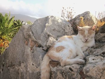 Close-up of cat resting on rock