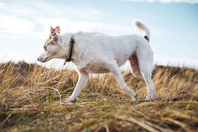 View of a dog on field