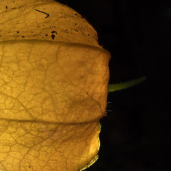 Close-up of fruit over black background