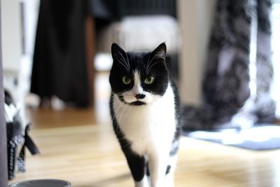 Close-up portrait of a cat