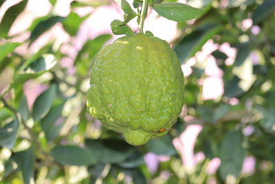 Close-up of fruits growing on tree