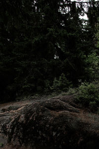 Low angle view of trees in forest