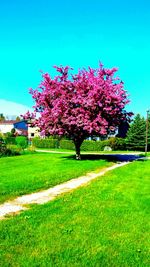 Trees growing on grassy field