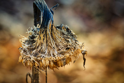 Close-up of wilted sunflower