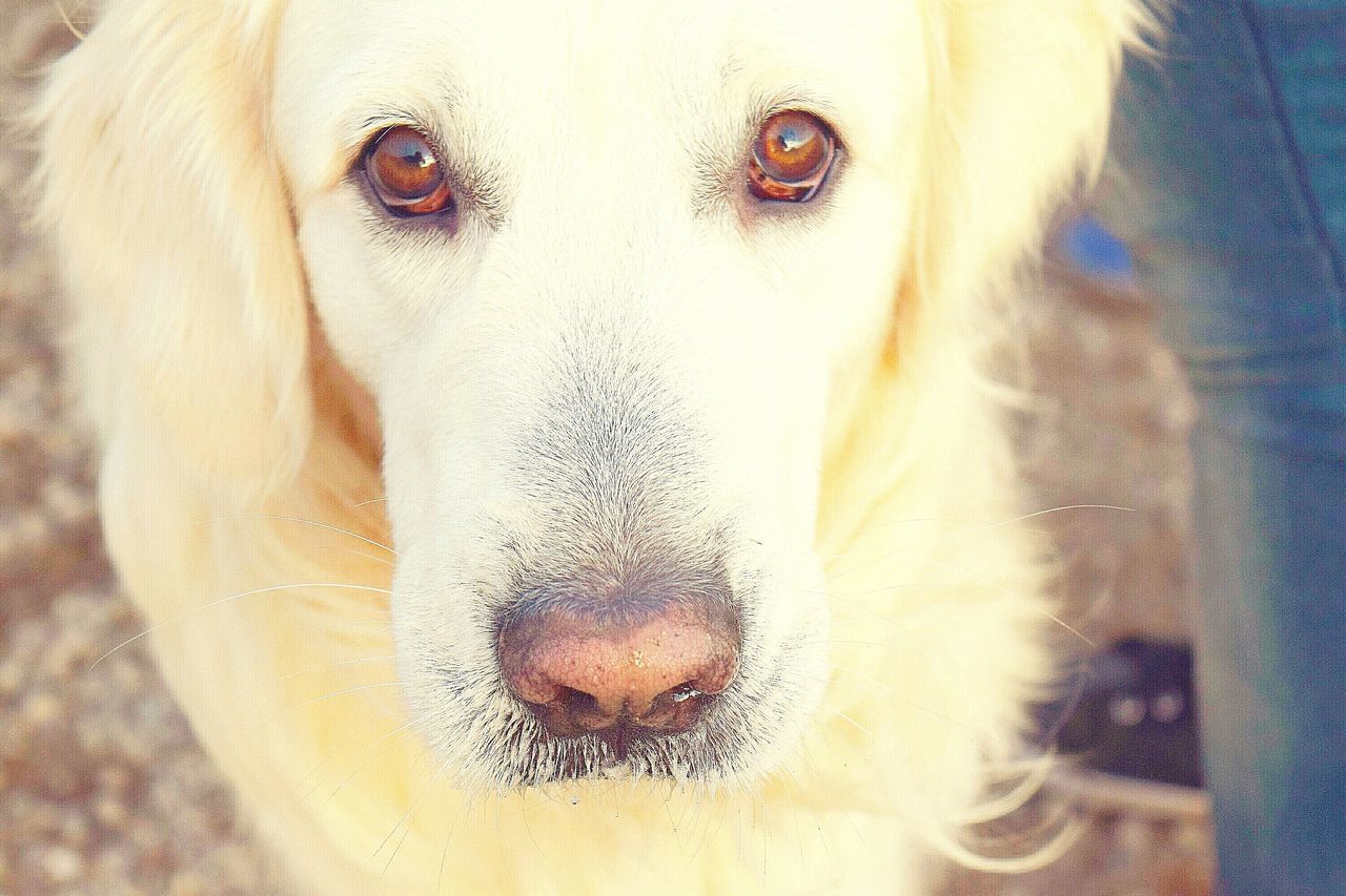 CLOSE-UP OF DOG