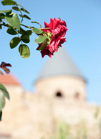 Low angle view of flowering plant against sky