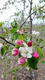 Close-up of pink cherry blossoms in spring