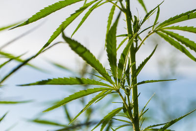 Close-up of fresh green plant