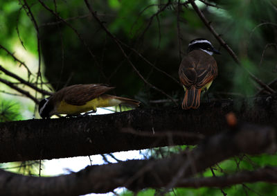 Bird perching on branch