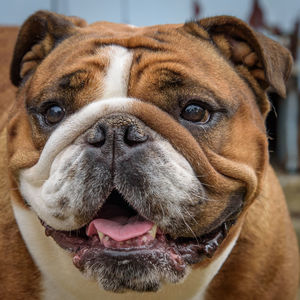 Close-up portrait of bulldog