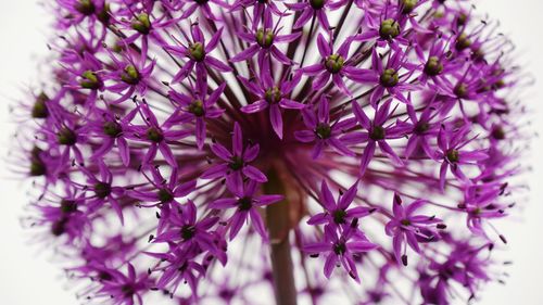 Close-up of pink flowers