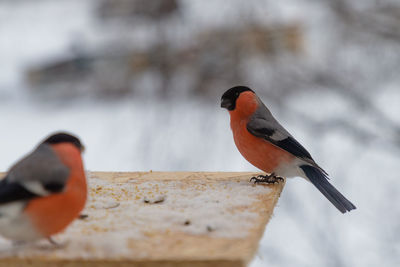 Close-up of bird perching on wood