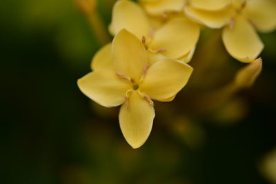 Close-up of yellow flowering plant