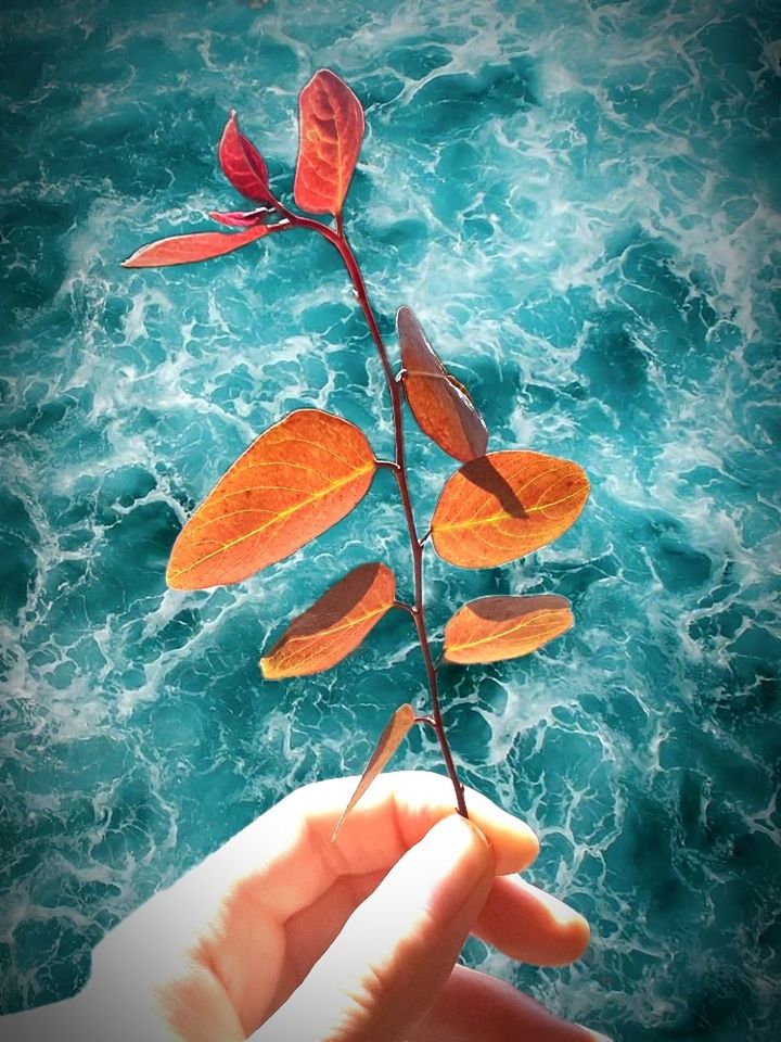water, one person, hand, real people, plant part, nature, human hand, holding, leaf, unrecognizable person, day, human body part, high angle view, orange color, finger, outdoors, lifestyles, personal perspective, change, leaves, orange