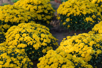Close-up of yellow flowering plants on field. close-up of yellow chrysanthemums 