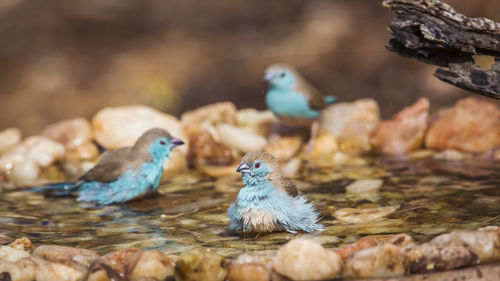 Close-up of duck swimming on rock