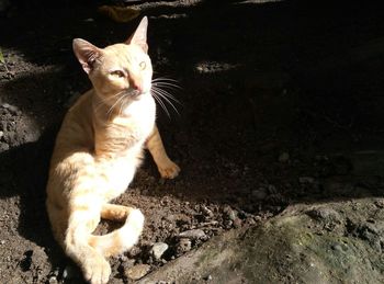 Portrait of cat in water